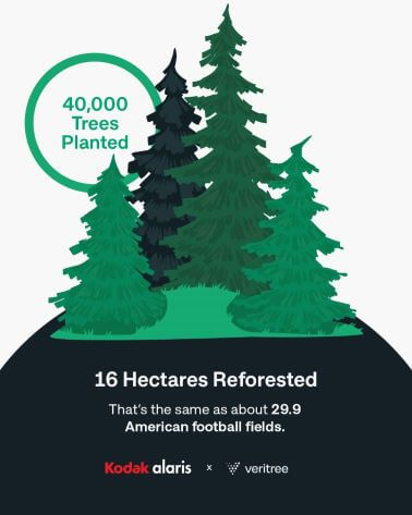 Imagen de reforestación con árboles